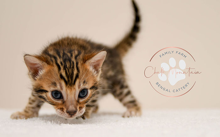 Bengal kitten for sale